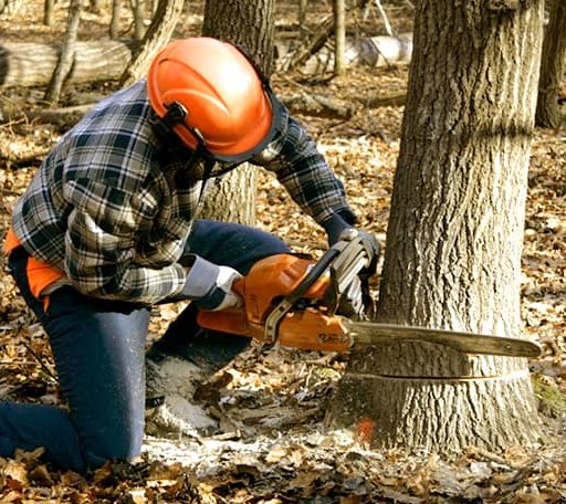 Tree Removal in Spout Spring, VA